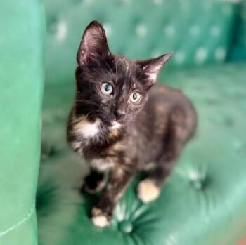 Ivy Storytime Sweet -  Tortoiseshell and Domestic Short Hair Cat for Adoption in Friendswood, Texas - Ivy Storytime Sweet | PetCurious