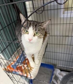 Violet -  Tabby and Domestic Short Hair Cat for Adoption in Webster, Massachusetts - Violet | PetCurious