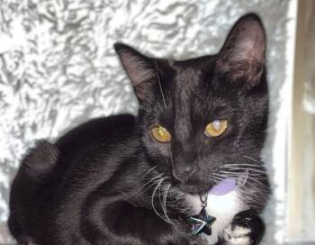 Domestic Short Hair Cats Available for Adoption - Sable | PetCurious