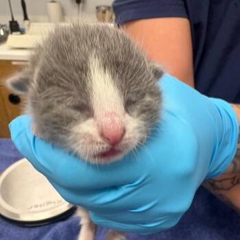 Snoopy -  Domestic Short Hair Cat for Adoption in West Palm Beach, Florida - Snoopy | PetCurious