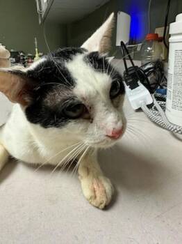 COUNT SCRATCHULA -  Domestic Short Hair Cat for Adoption in Jacksonville, Florida - COUNT SCRATCHULA | PetCurious