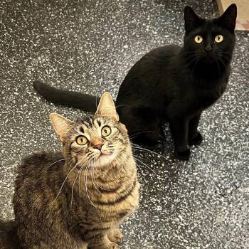 Velvet & Lucretia -  Domestic Short Hair Cat for Adoption in Waltham, Massachusetts - Velvet & Lucretia | PetCurious