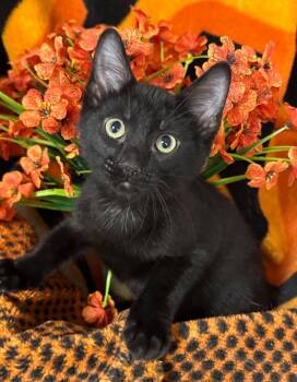 4/3/26 Sleepy -  Domestic Short Hair Cat for Adoption in Stillwater, Oklahoma - 4/3/26 Sleepy | PetCurious
