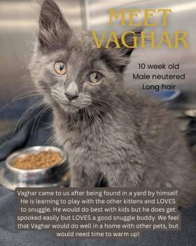 Vaghar PRAC -  Domestic Long Hair Cat for Adoption in Newaygo, Michigan - Vaghar PRAC | PetCurious