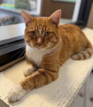 Domestic Short Hair Cats Available for Adoption - Monkey | PetCurious