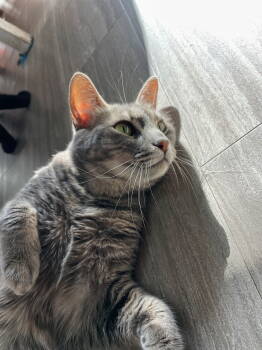 Rescue Domestic Short Hair Cats for Adoption in Margate, Florida - Clara | PetCurious