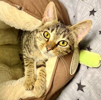 Rescue Domestic Short Hair Cats for Adoption in Leesburg, Virginia - ASHLAND | PetCurious