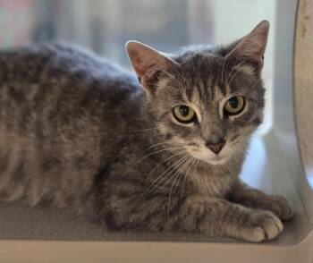 Domestic Long Hair Cats Available for Adoption in Viroqua, Wisconsin - Syrup | PetCurious