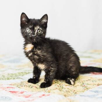 Rescue Domestic Short Hair Cats for Adoption in Saint Paul, Minnesota - Esmurrelda | PetCurious