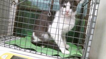 A2093990 -  Domestic Short Hair Cat for Adoption in Houston, Texas - A2093990 | PetCurious