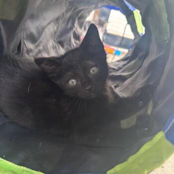 Blackbeard -  Domestic Short Hair Cat for Adoption in Taos, New Mexico - Blackbeard | PetCurious