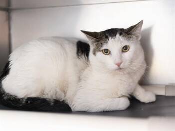 OSHO -  Domestic Short Hair Cat for Adoption in Phoenix, Arizona - OSHO | PetCurious