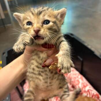 Maya -  Domestic Short Hair Cat for Adoption in Norman, Oklahoma - Maya | PetCurious