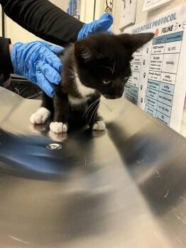 SPIKE -  Domestic Short Hair Cat for Adoption in Long Beach, California - SPIKE | PetCurious