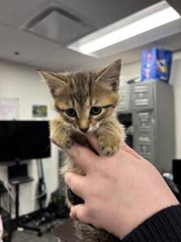 Domestic Short Hair Cats Available for Adoption in West Chester, Pennsylvania - Tori | PetCurious
