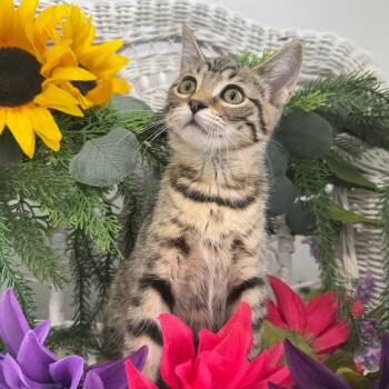Bunny Ferd 56426 -  Domestic Short Hair Cat for Adoption in Eaton Rapids, Michigan - Bunny Ferd 56426 | PetCurious