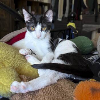 Rescue Domestic Short Hair Cats for Adoption in Vallejo, California - Calliope | PetCurious