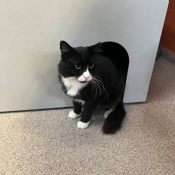 Domestic Short Hair Cats Available for Adoption - Napa | PetCurious