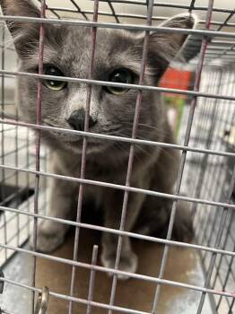 Domestic Long Hair Cats Available for Adoption in Las Vegas, Nevada - MITTENS | PetCurious