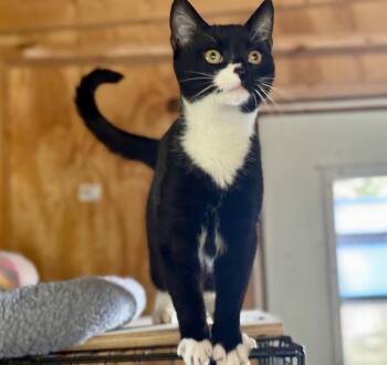 Rescue Tabby Cats for Adoption in Johnson City, Tennessee - Durham | PetCurious