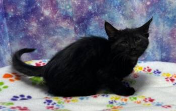 Domestic Short Hair Cats Available for Adoption in Washington Court House, Ohio - Oliver | PetCurious