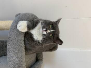Domestic Short Hair Cats Available for Adoption in Bonnyville, Alberta - Peep | PetCurious
