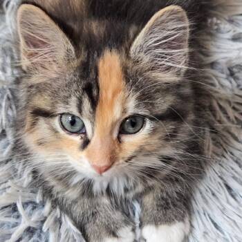 Scout -  Domestic Medium Hair Cat for Adoption in Denver, Colorado - Scout | PetCurious