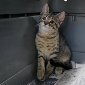 Damian -  Domestic Short Hair Cat for Adoption in Valdosta, Georgia - Damian | PetCurious