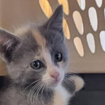 Rhoda -  Domestic Short Hair Cat for Adoption in Grand Island, Nebraska - Rhoda | PetCurious