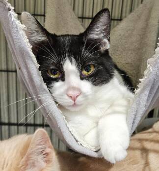 Ringo -  Domestic Short Hair Cat for Adoption in Fremont, Ohio - Ringo | PetCurious