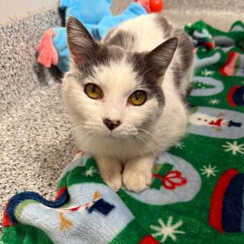Peppercorn -  Domestic Short Hair Cat for Adoption in Wichita, Kansas - Peppercorn | PetCurious
