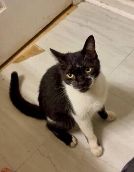 Rescue Domestic Short Hair Cats for Adoption in Columbia, South Carolina - Smiley | PetCurious