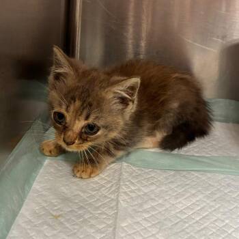Hip -  Domestic Medium Hair Cat for Adoption in Gadsden, Alabama - Hip | PetCurious