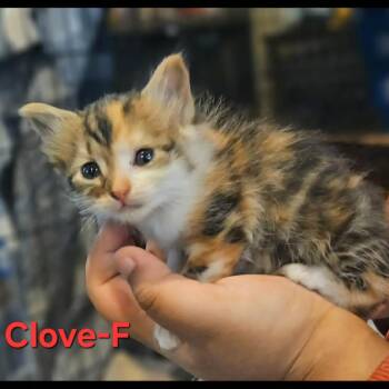 Clove -  Domestic Long Hair Cat for Adoption in Madison, Wisconsin - Clove | PetCurious