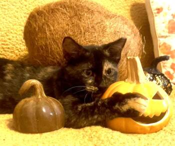 Rescue Domestic Short Hair Cats for Adoption in Charlotte, North Carolina - Pumpkin Spice Latte | PetCurious