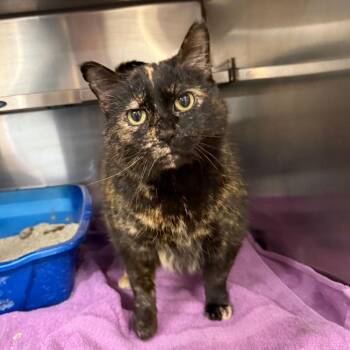 Domestic Short Hair Cats Available for Adoption in Elbow Lake, Minnesota - Hades C26-016 | PetCurious