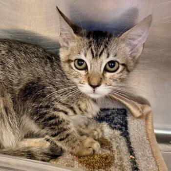 Sandy West -  Domestic Short Hair Cat for Adoption in Palm Springs, California - Sandy West | PetCurious