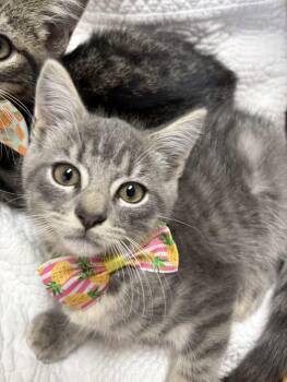 Rowdy -  Domestic Short Hair and Tabby Cat for Adoption in Greensboro, North Carolina - Rowdy | PetCurious