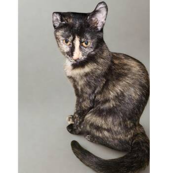 Cascade -  Tortoiseshell Cat for Adoption in Mckenzie, Tennessee - Cascade | PetCurious