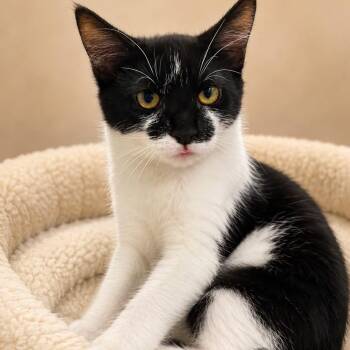 MOLLY SHANNON -  Domestic Short Hair Cat for Adoption in Cranston, Rhode Island - MOLLY SHANNON | PetCurious