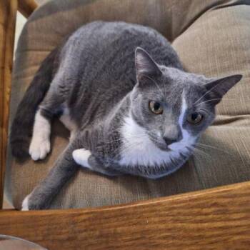 Farrah -  Domestic Short Hair Cat for Adoption in Tampa, Florida - Farrah | PetCurious