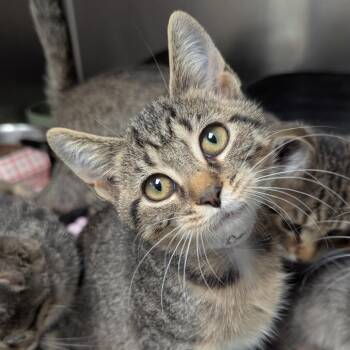 Beatrice -  Domestic Short Hair Cat for Adoption in Evansville, Indiana - Beatrice | PetCurious