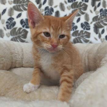 Cyborg -  Domestic Short Hair Cat for Adoption in Riverwoods, Illinois - Cyborg | PetCurious