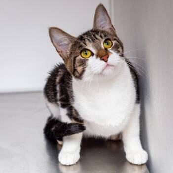 Domestic Short Hair Cats Available for Adoption - Sour | PetCurious