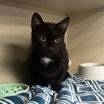 Betty -  Domestic Short Hair Cat for Adoption in Marshalltown, Iowa - Betty | PetCurious