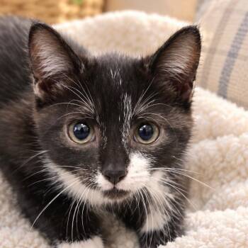 Jolene -  Domestic Short Hair Cat for Adoption in Richmond, Virginia - Jolene | PetCurious