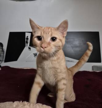 Cheeto- Courtesy Listing -  Domestic Short Hair Cat for Adoption in Concord, North Carolina - Cheeto- Courtesy Listing | PetCurious