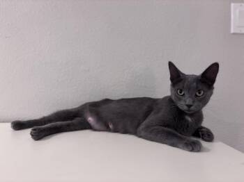 Hazelnut -  Domestic Short Hair Cat for Adoption in Lafayette, Colorado - Hazelnut | PetCurious