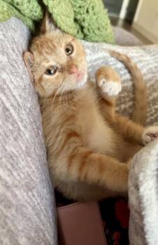 Crayon (pre adopt) -  Domestic Short Hair Cat for Adoption in Fort Worth, Texas - Crayon (pre Adopt) | PetCurious