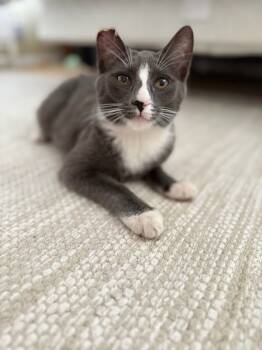 Rescue Domestic Short Hair Cats for Adoption in Bonsall, California - Willow 4864 | PetCurious